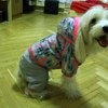 Китайская хохлатая собака фото