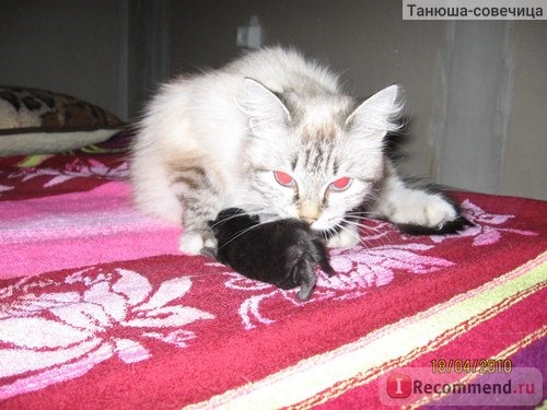 Только что рожденный сибирский кот