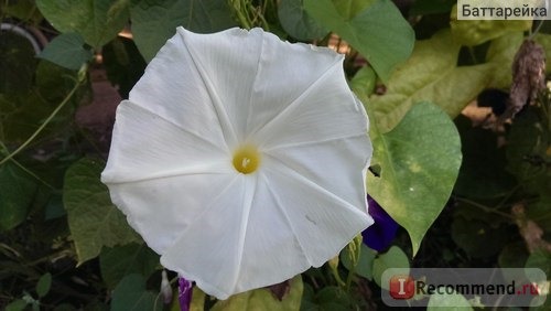 Ипомея Небесно-голубая (Ipomoea Heavenly Blue) фото