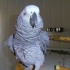 Серый попугай жако фото