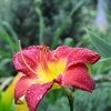 Лилейник / Красоднев / Hemerocallis фото