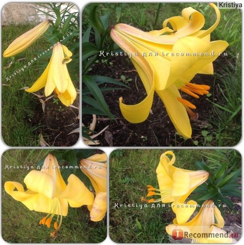 Лилия трубчатая Ройал Голд (Lilium trumpet Royal Gold) фото