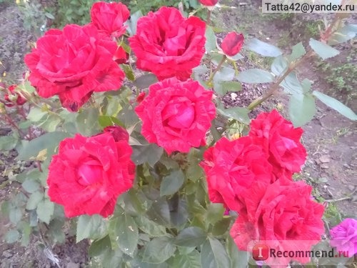 Роза чайно-гибридная Ред Интуишн (Red Intuition). фото