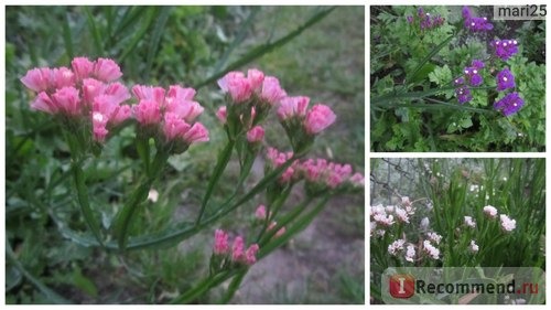 Кермек выемчатый (Лимониум, Статица, Статице) / Limonium sinuatum, Statice sinuata фото