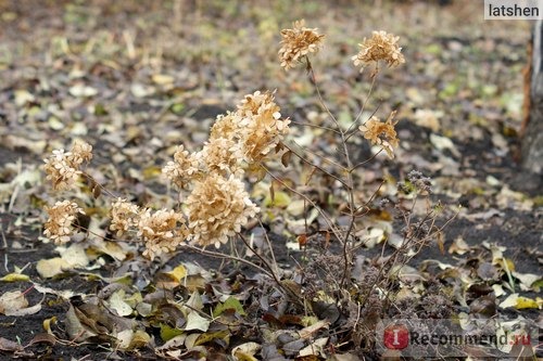 Гортензия метельчатая Ваниль Фрайз (Hydrangea paniculata Vanille Fraise) фото