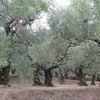 Оливковые рощи Закинфа.