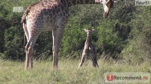 Шамвари: жизнь на воле / Шамвари: территория диких животных / Shamwari: A wild life фото