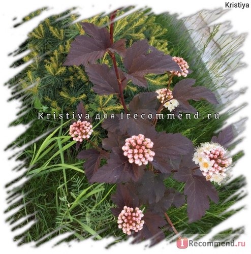 Пузыреплодник калинолистный (Physocarpus opulifolius) «Diabolo» фото