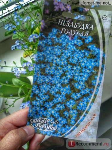 Незабудка (Myosotis) фото