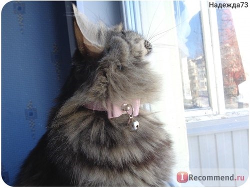 Ошейник Aliexpress Safety Elastic Bowtie Bell Cat Kitten Collar Velvet Bow Tie Little Pet Neck Chain For Cats Pet Products 6 Colors фото