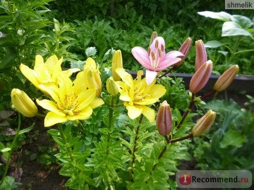 Лилия азиатская гибридная Фата Моргана (Lilium asiatic hybrid Fata Morgana) фото