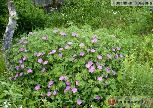 Герань кроваво-красная (Geranium sanguineum) фото