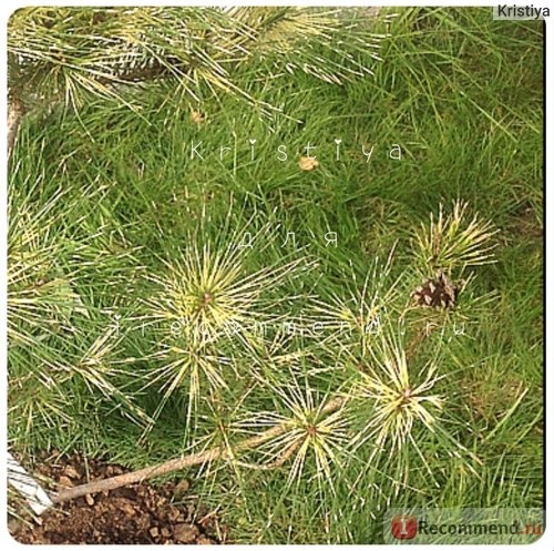 Сосна густоцветковая Окулюс Драконис (Pinus densiflora Oculus Draconis) фото