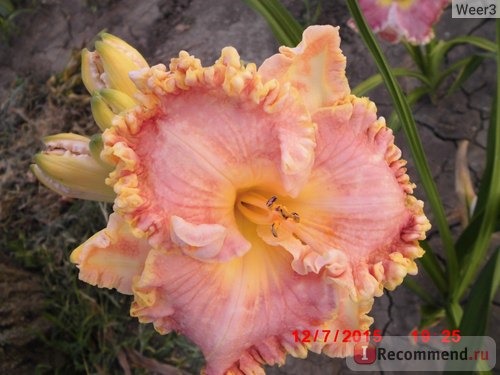 Лилейник / Красоднев / Hemerocallis фото