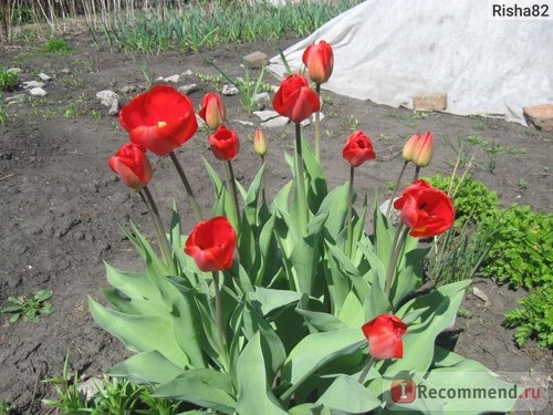 Тюльпан (Tulipa) фото