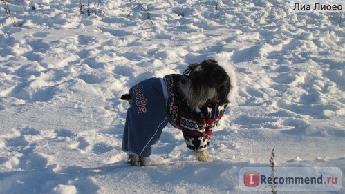 Одежда для собак ForMyDogs Зимние комбинезоны фото