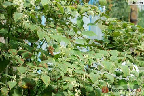 Горец сахалинский (лат. Fallopia sachalinensis) фото