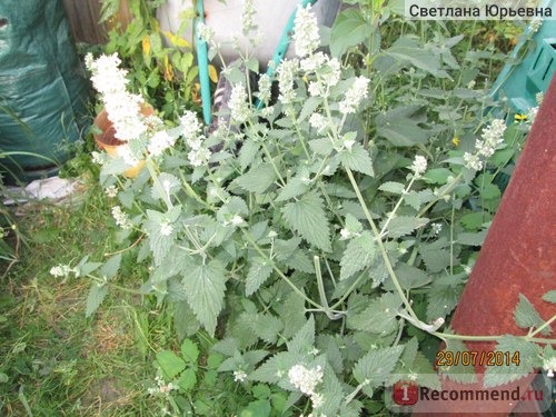 Котовник кошачий, котовник лимонный / Nepeta cataria фото