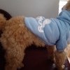 Одежда для собак Aliexpress Кофта для кошек и собак Dog Cat Grid Sweater Puppy Warm Coat T-Shirt Pet Clothes Shirt Dog Apparel Cartoon print Dog Clothes DropShipping фото