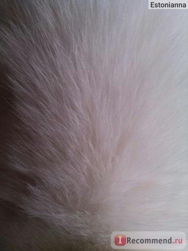 ROYAL CANIN Exigent 35|30 для привередливых ко вкусу кошек фото