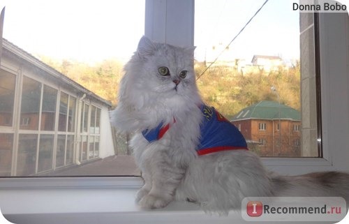 Одежда для собаки/кошки Aliexpress Pet Dog Cat Superman Mesh Vest Puppy Summer Clothes T Shirt Top Apparel Costume фото
