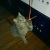 Лакомство Мнямс Pro Pet Лакомые палочки для кошек фото