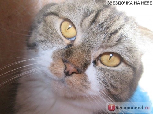 Фурминатор FURminator Short Hair Cat для короткошерстных кошек фото