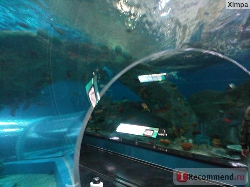 Приморский океанариум (остров Русский), Владивосток фото