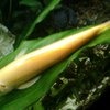 Геринохейлус или Китайский водорослеед фото