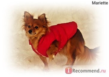Одежда для собак Aliexpress Small Dog Pet Winter Padded Coat Warm Fleece Down Jacket Puppy Warm Cat Vest Clothes H1 фото