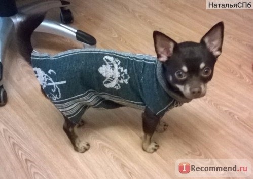 Одежда для собак Aliexpress 2016 pet dog clothes for small dogs Summer clothes chihuahua puppy clothing T shirt winter warm vest Printed ropa para perros фото