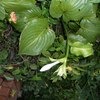 Хоста (Hosta) фото