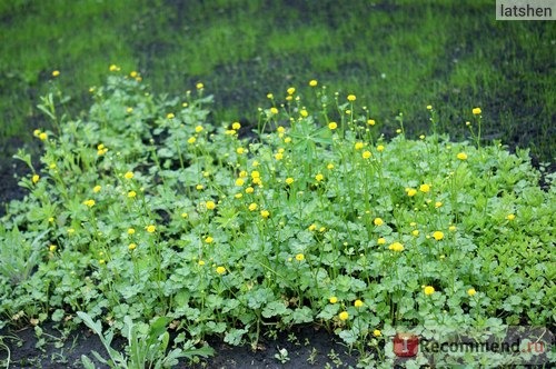 Лютик едкий (лат. Ranunculus acris) фото