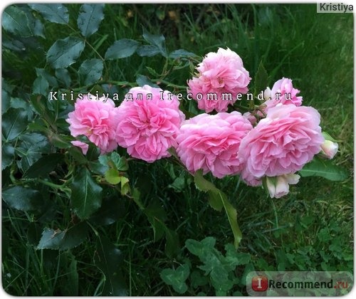 Роза флорибунда Лариса (Floribunda rose Larissa) Кордес (Kordes) фото