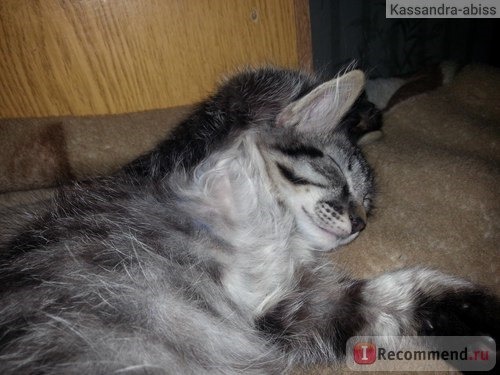 Корм для кошек Gimpet Shiny Cat kitten фото
