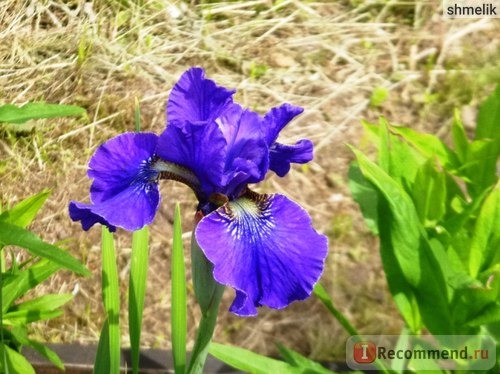 Ирис сибирский ( Iris sibirica) фото