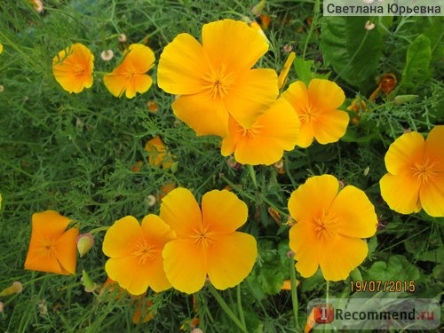 Эшшольция калифорнийская (Eschscholzia californica) фото