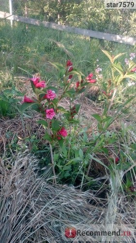 Вейгела цветущая Вайн Энд Розес / Александра (Weigela florida Wine And Roses / Alexandra) фото