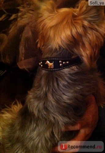 Ошейник Aliexpress щенячий уздечка 2014 Newest Cute Dog Charm Studded Soft PU Leather Small Dog Puppy Pet cat Collar Neck for 10-13