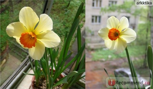 Нарцисс (Narcissus) фото