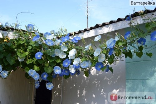 Ипомея Небесно-голубая (Ipomoea Heavenly Blue) фото