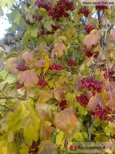 Калина обыкновенная (Viburnum opulus L.) фото