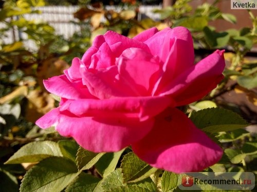 Чайно-гибридная роза “Барон Эдмон де Ротшильд”. фото
