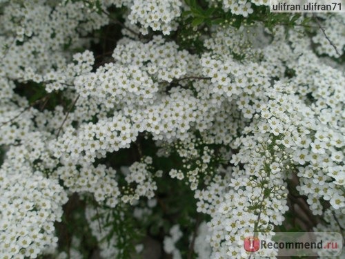 Спирея ( Spiraea) фото