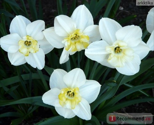 Нарцисс (Narcissus) фото