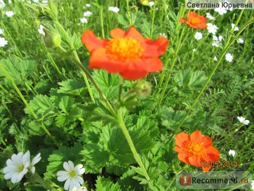 Гравилат чилийский (Geum Chiloense) фото