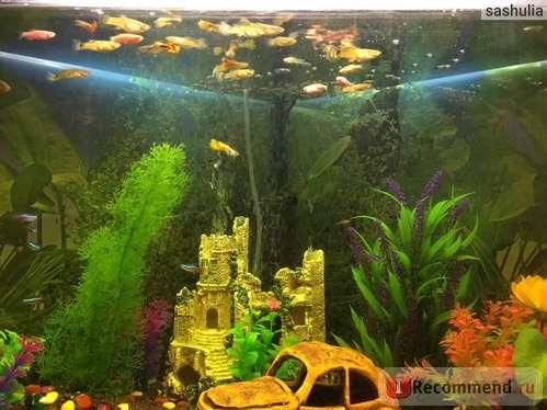наш аквариум
