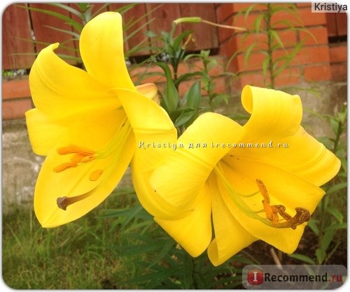 Лилия трубчатая Ройал Голд (Lilium trumpet Royal Gold) фото