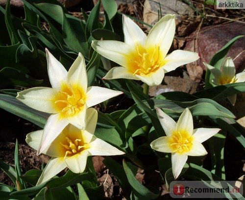 Тюльпан (Tulipa) фото