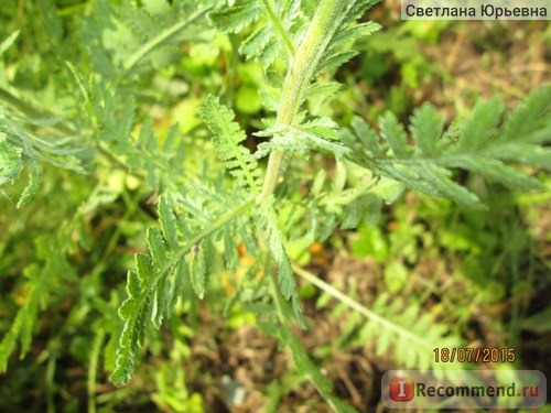 Тысячелистник таволговый / Achillea filipendulina фото